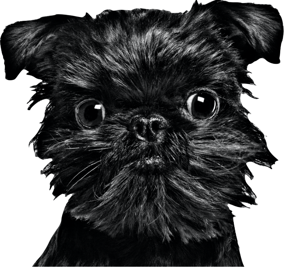 Image of Nala