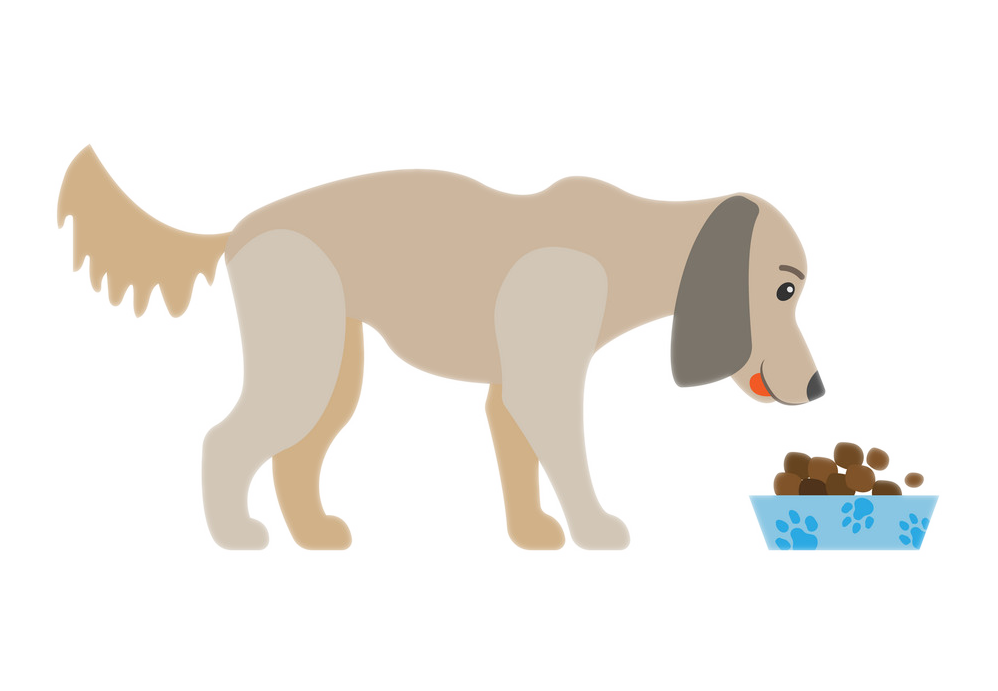 image of eating dog